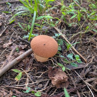長雨のためキノコが沢山生えていました。ノウタケ