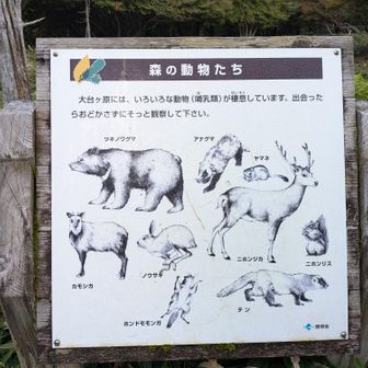 大台ケ原の動物たちの図🐻