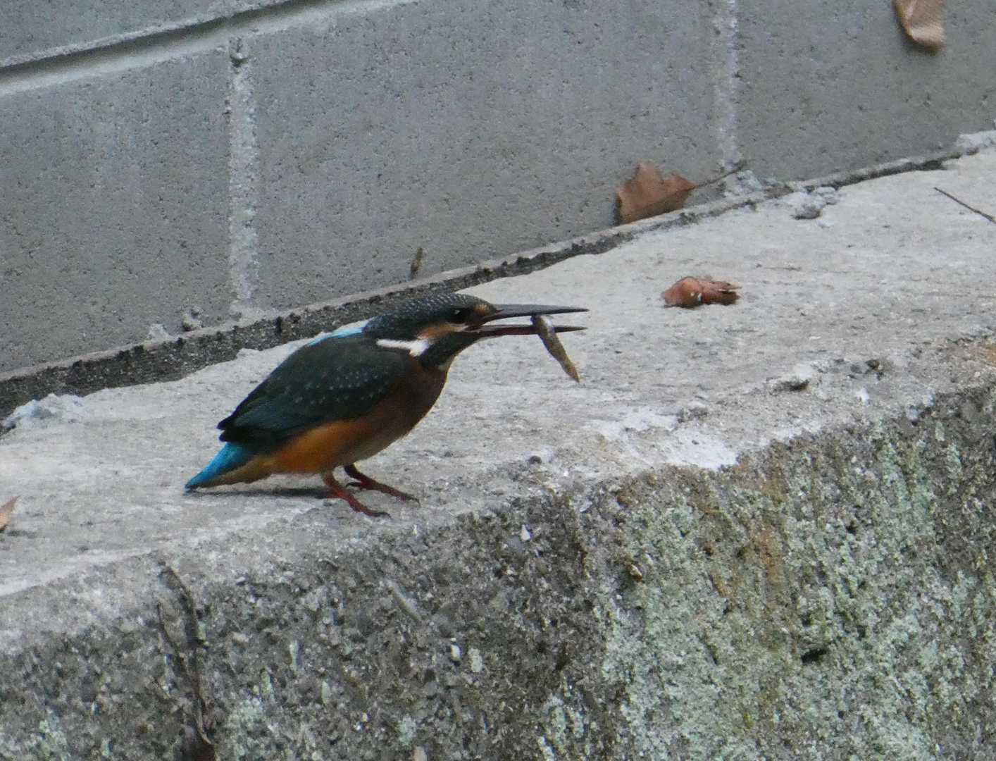 餌見つけたー🐣

目の前には、
ギャラリー１０人以上
いました😁