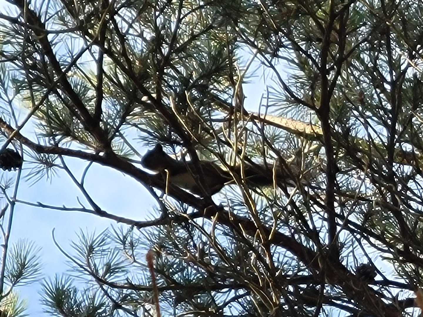目の前を小さな物体が横切る
ビビってキョロキョロ👀👀したら
かわいいリス🐿️さん😍