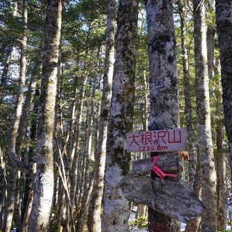 大根沢山山頂(EL2,239m)
静岡県民は“ダイコンタクサン”と呼ぶらしい。笑