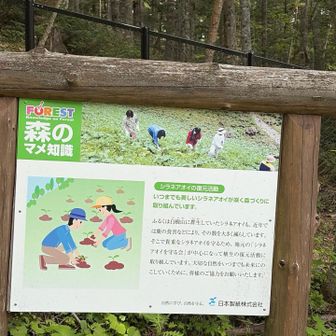 シラネアオイは復元活動で守られているようです。