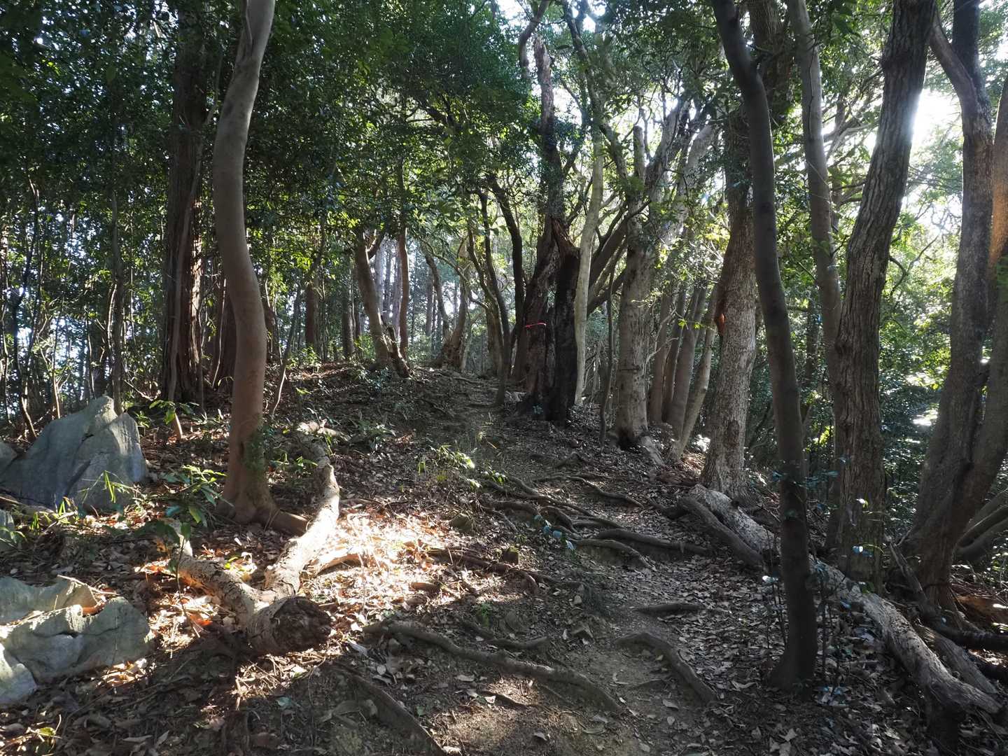 登山道はよく整備されています😊