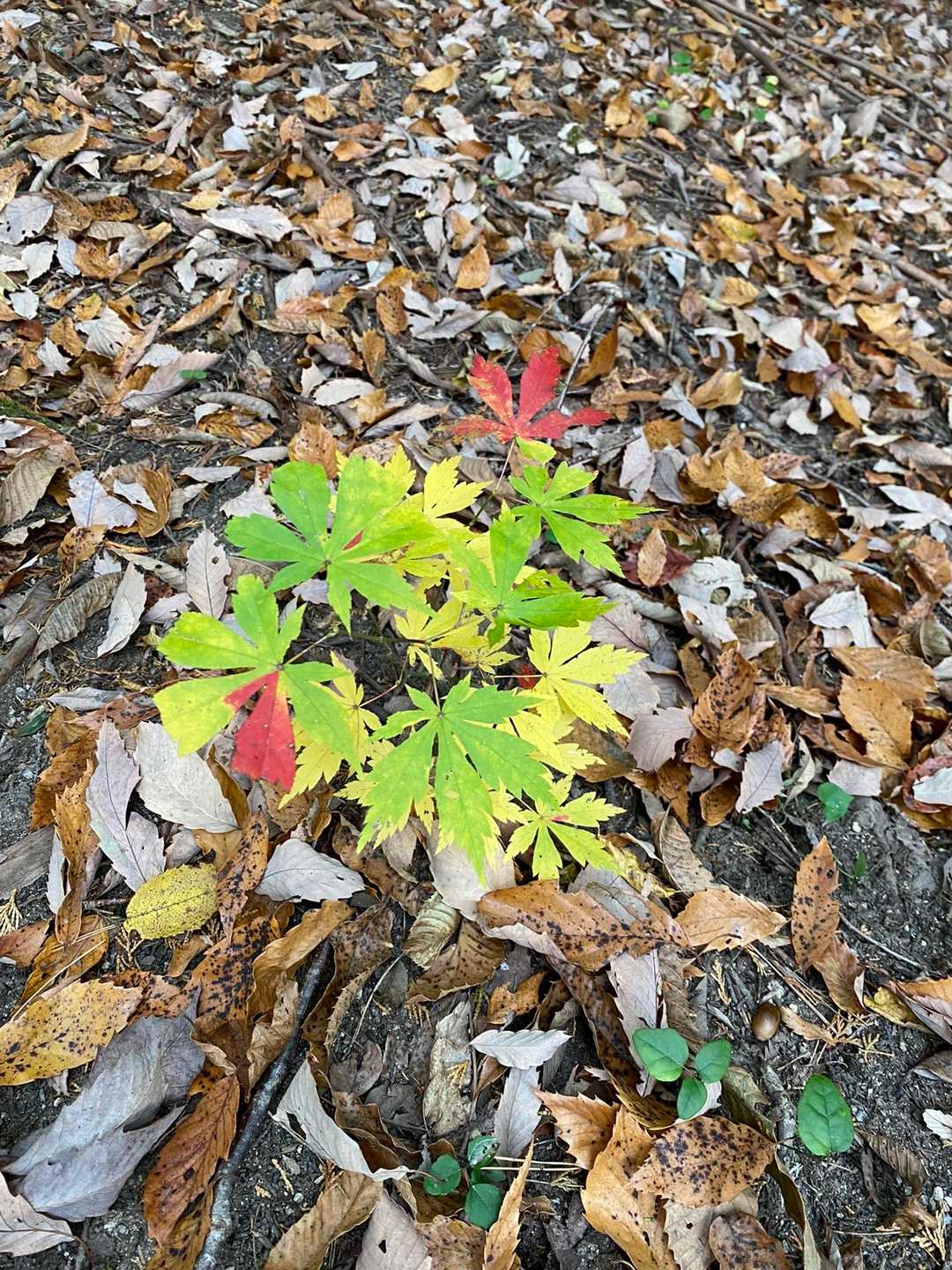 鰍登山口-鎌倉岳 往復コースの写真