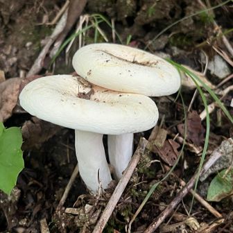 ホワイトチョコみたいな綺麗なキノコ