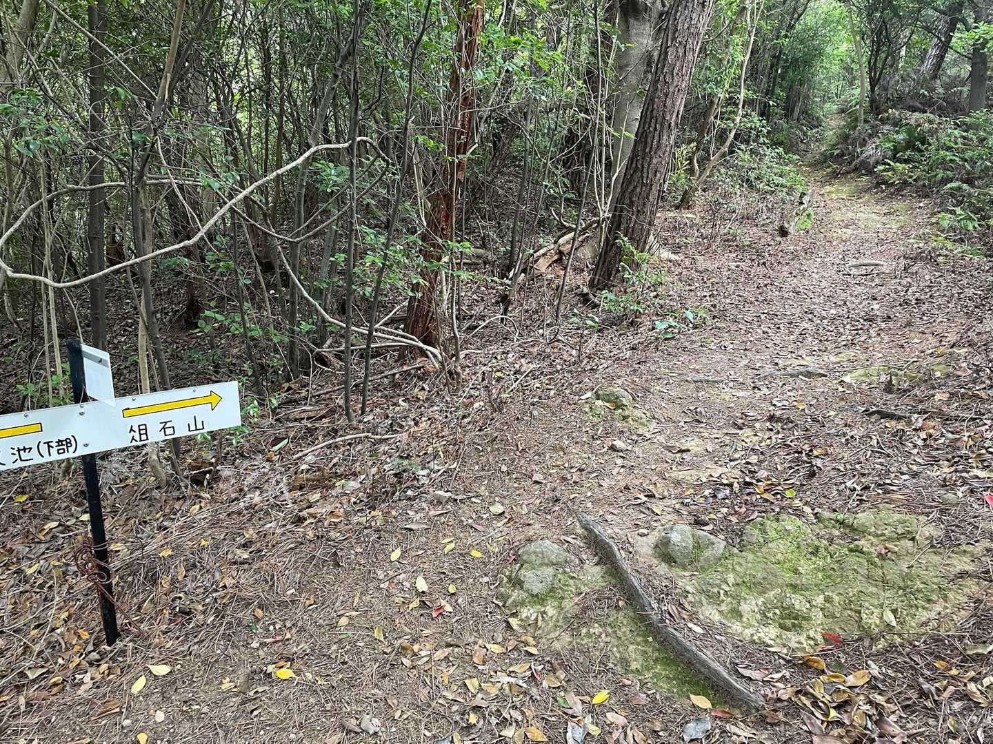 平坦な登山道が続きます⛰️