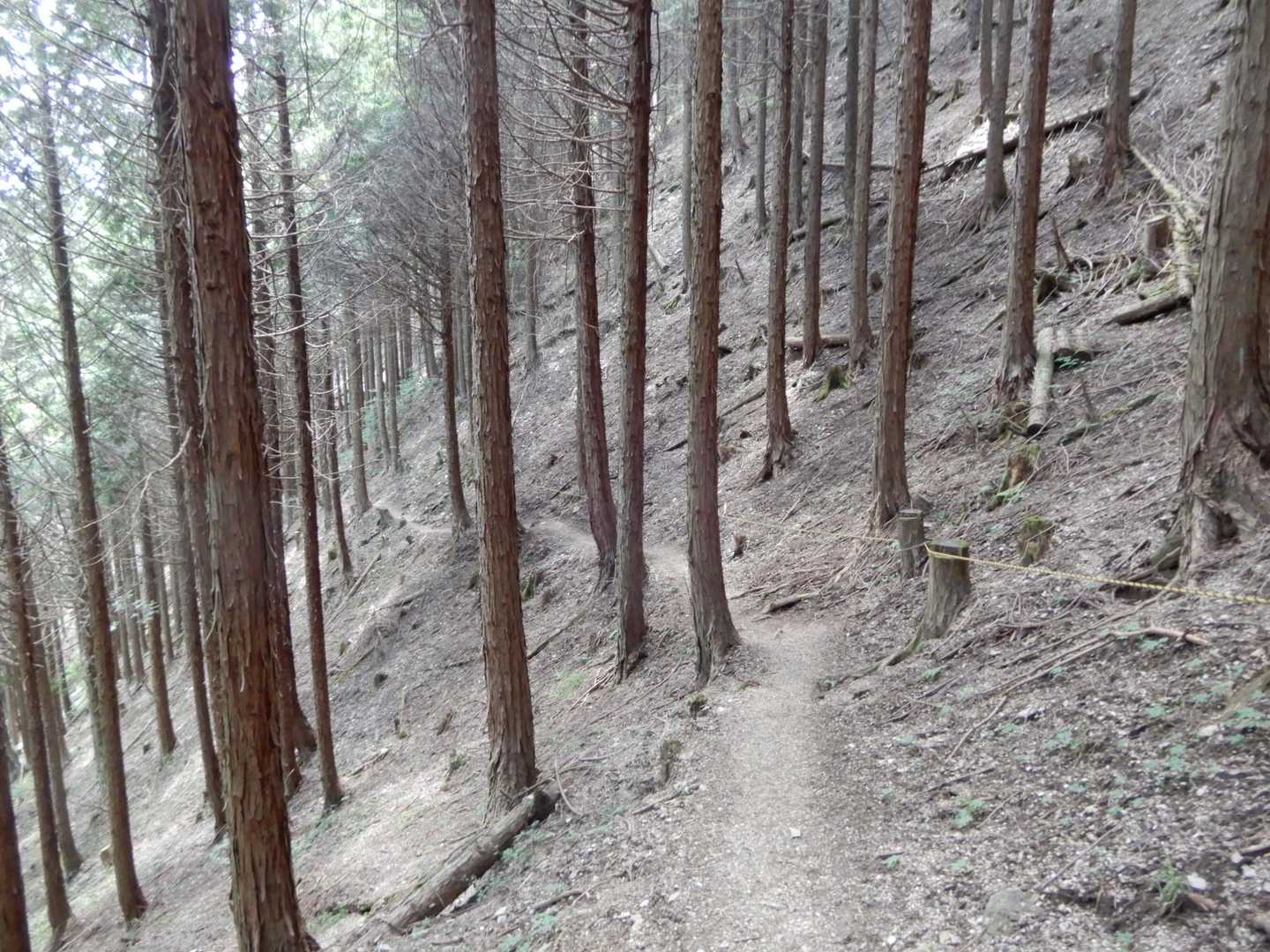明瞭な道。この辺りも杉林。