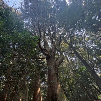 なかなかの雰囲気の🌳