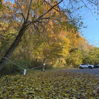 交野いきものふれあいの里駐車場の色付きも鮮やか🍁