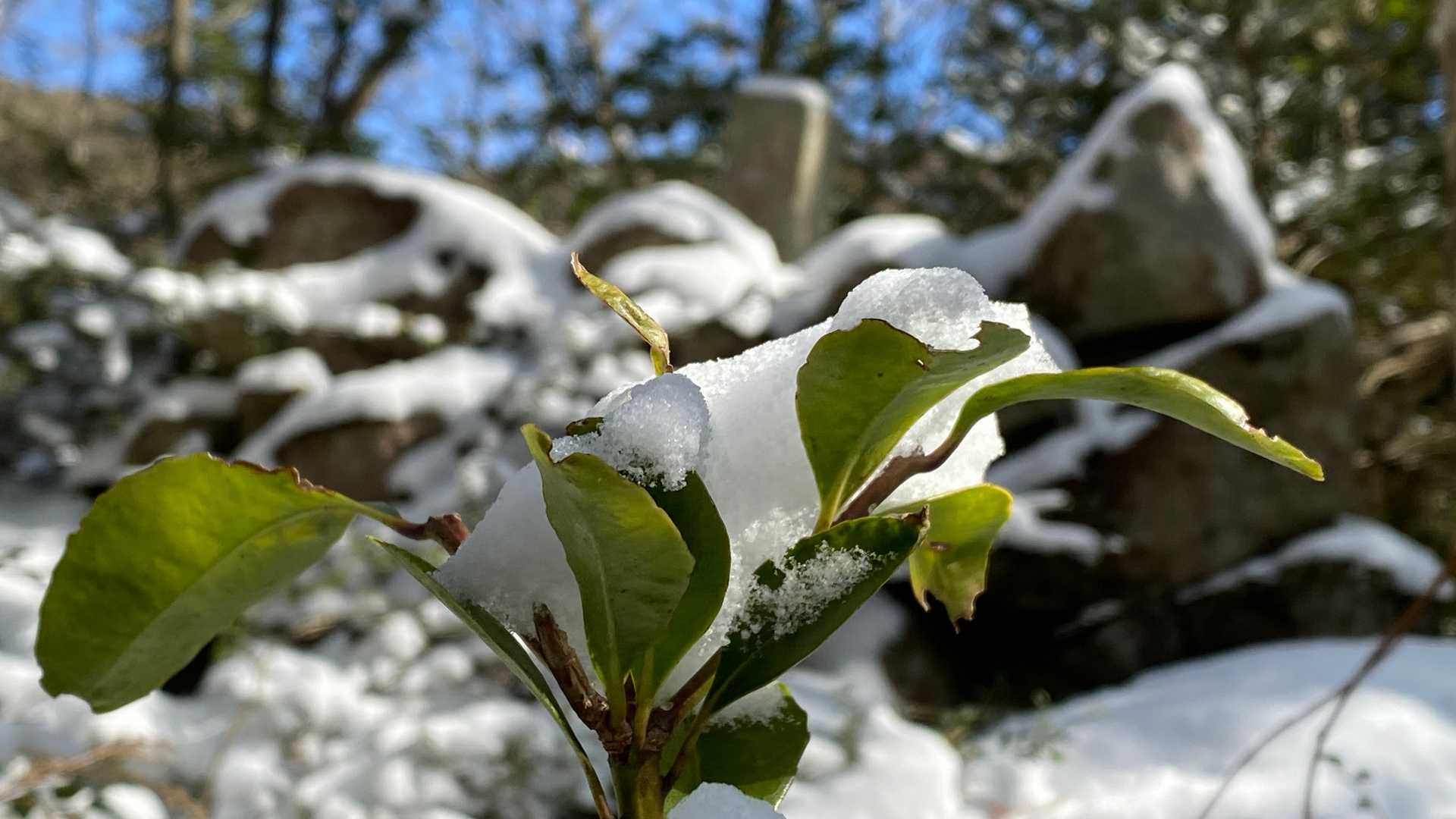 栗の木登山口-作礼山 往復コースの写真