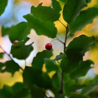 クリスマスカラー