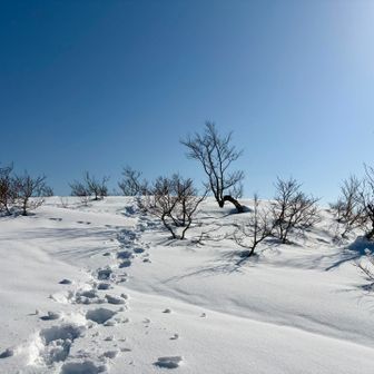 登りきれば原高山