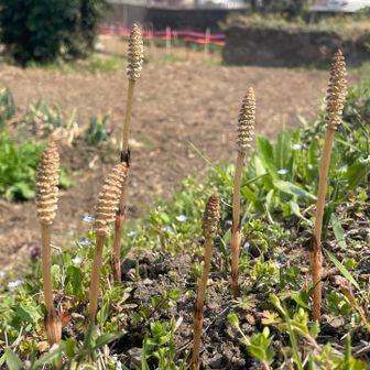 つくしがにょきーーーん𖤣𖥧𖥣｡𖥧𖧧