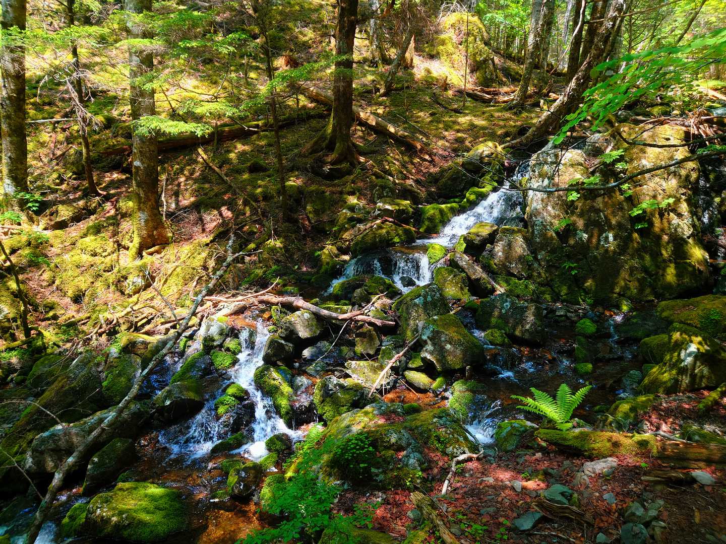 展望と森。豊かな山の表情を楽しむ長野・入笠山＆大阿原湿原コースの写真