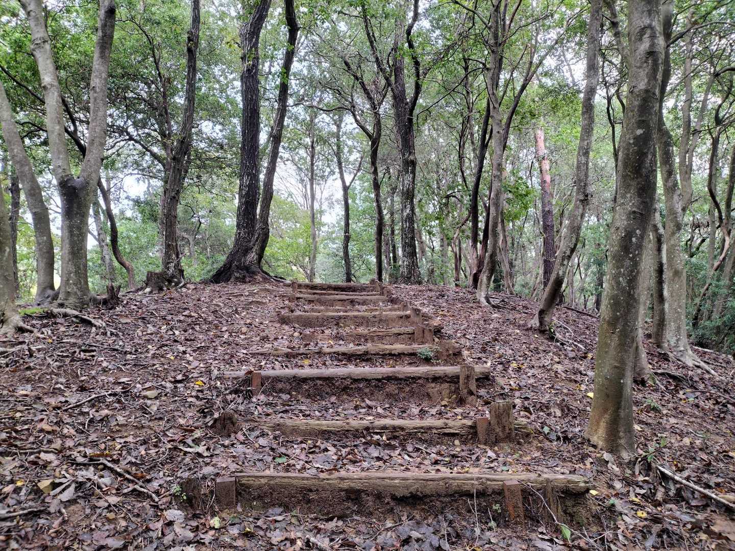 どうせ汗で濡れているし山頂展望台はすぐそこなので、雨具は出さずに☂このまま進みます