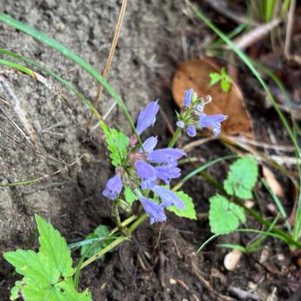 丁字路に戻る途中道端にミソガワソウと思われる花が咲いていました。
