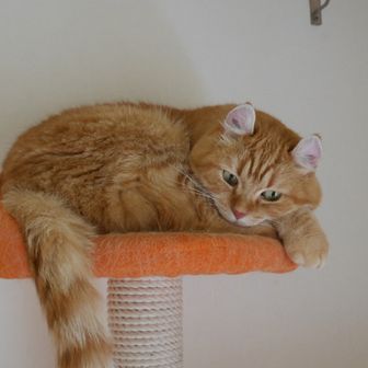 ノビチョフ(山族)