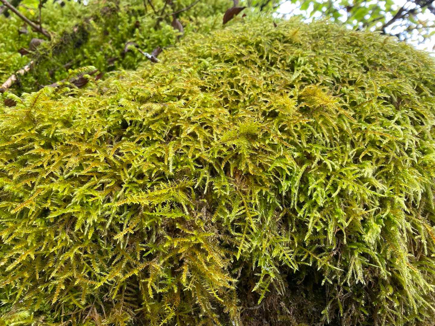 ここまでマッチロな景色のみだったので、雨に濡れて
元気な苔をパチリ📸