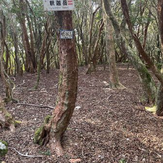 釈迦岳、栃谷山の札があります。緩やかな斜面の樹林帯の中にあるので山頂感も眺望もありません。