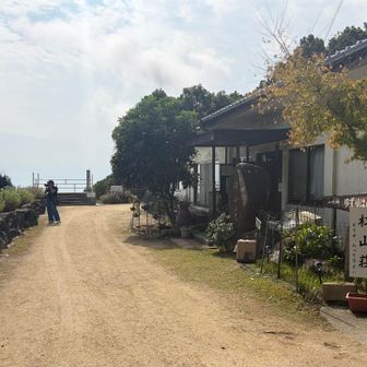 ここにアサギマダラ沢山飛んでました