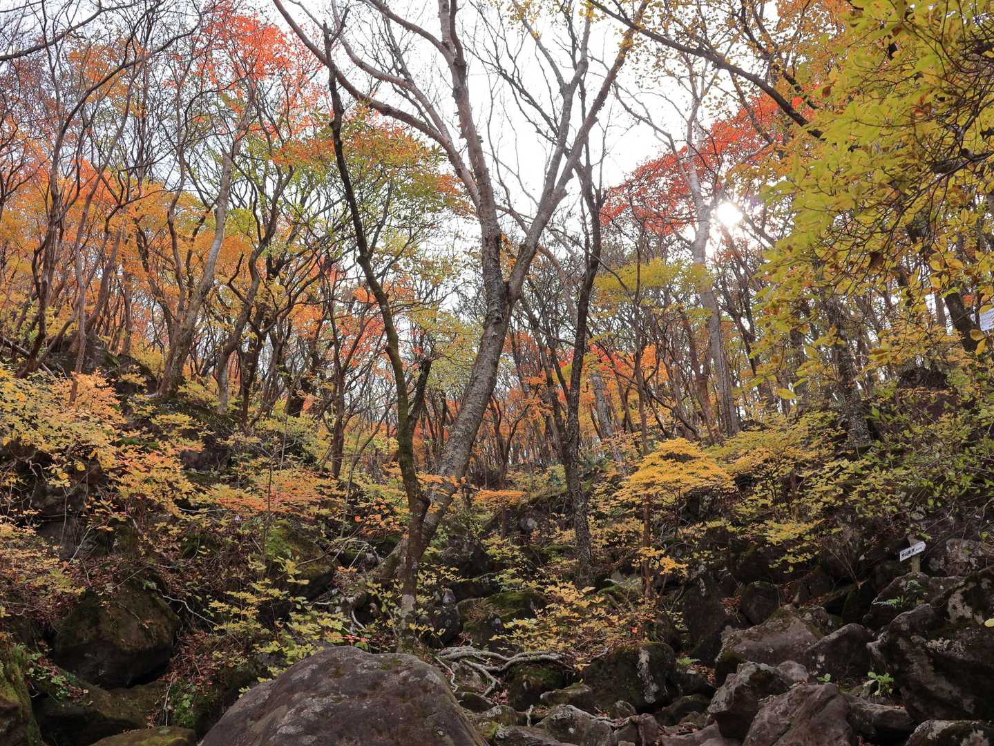 またもや語彙力を失う🤣

こういう感じの紅葉🍁は見たことなかったかも。