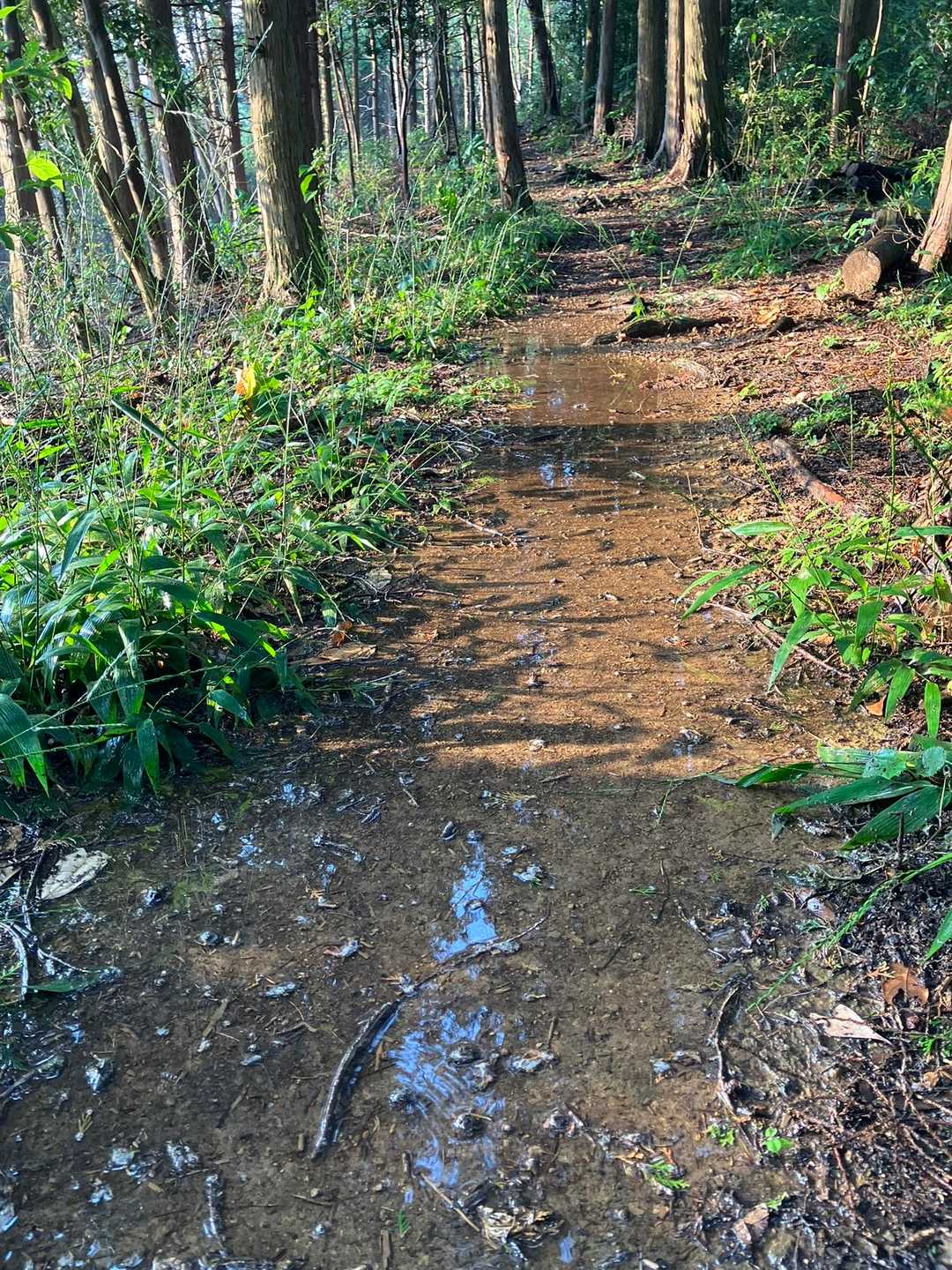 降って来た雨で尾根道も水たまりとなってます、
これから下りなので注意して下ります。
初秋を感じる山歩きができたことに感謝です。
閲覧して頂きありがとうございます😊
