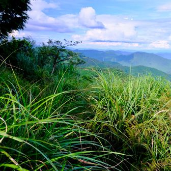 擦れると皮膚が切れそうな葉っぱの道

素足は危険です⚠️