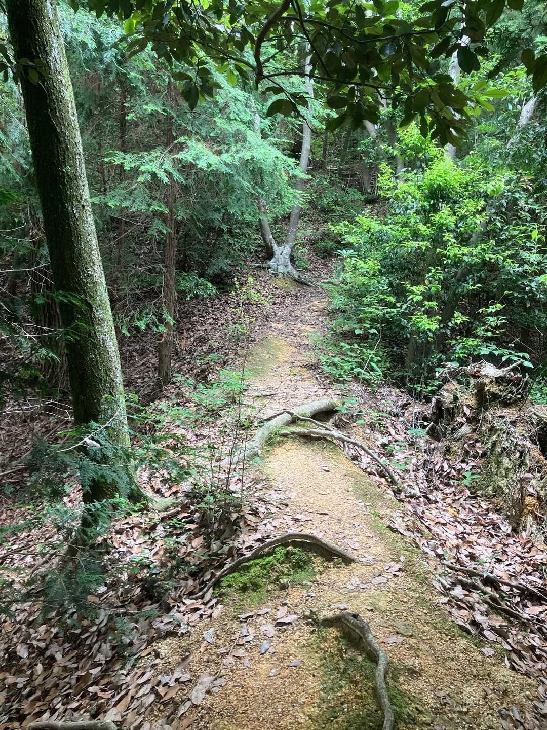 尾根筋を歩いて行きました。
