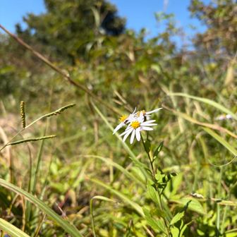 青空の下、荒地に咲くヨメナ
