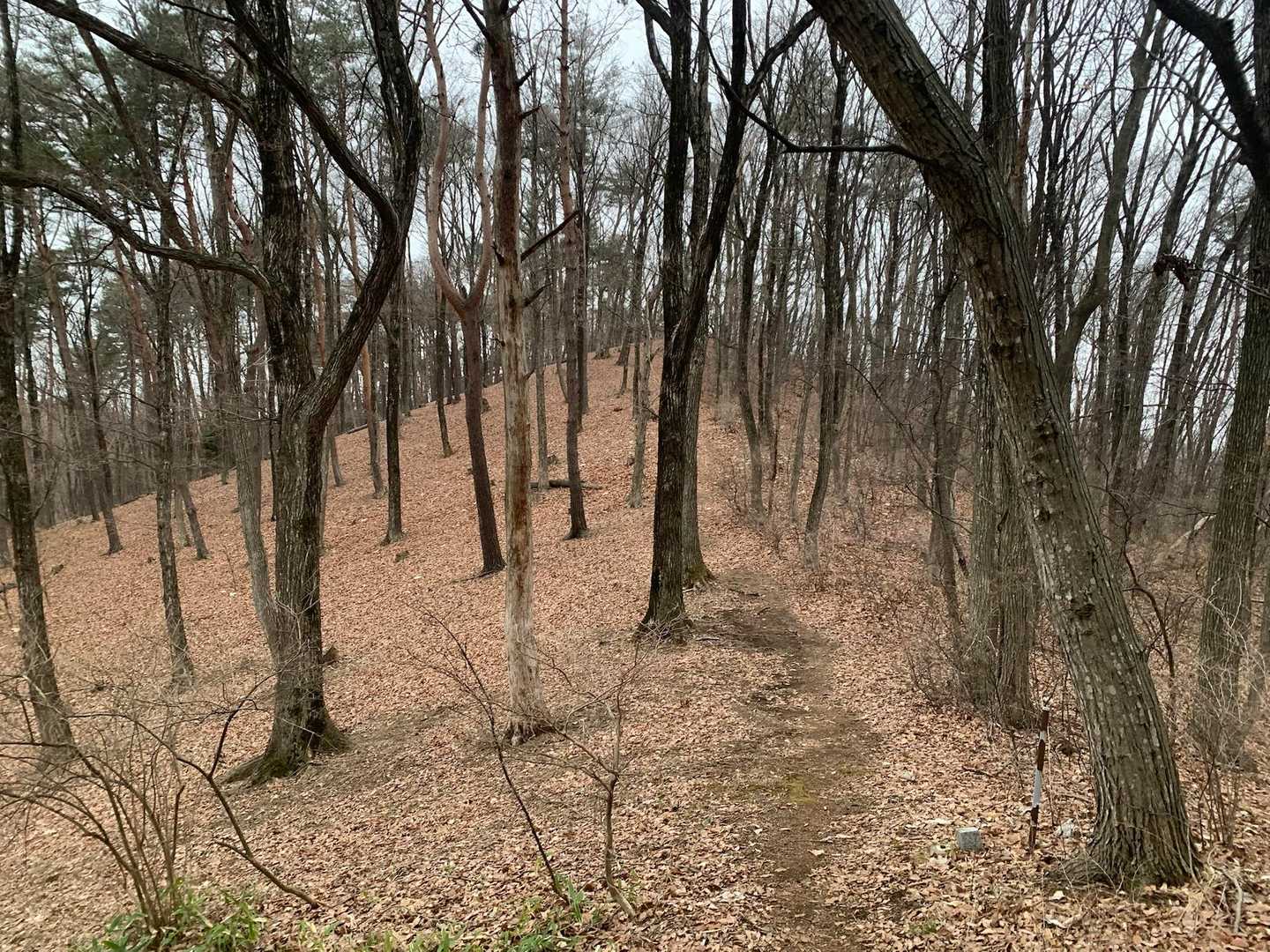 ここを登れば山頂かな？フルダッシュで💨
行ってみたらまだ先があったという😅ﾌｩ💦