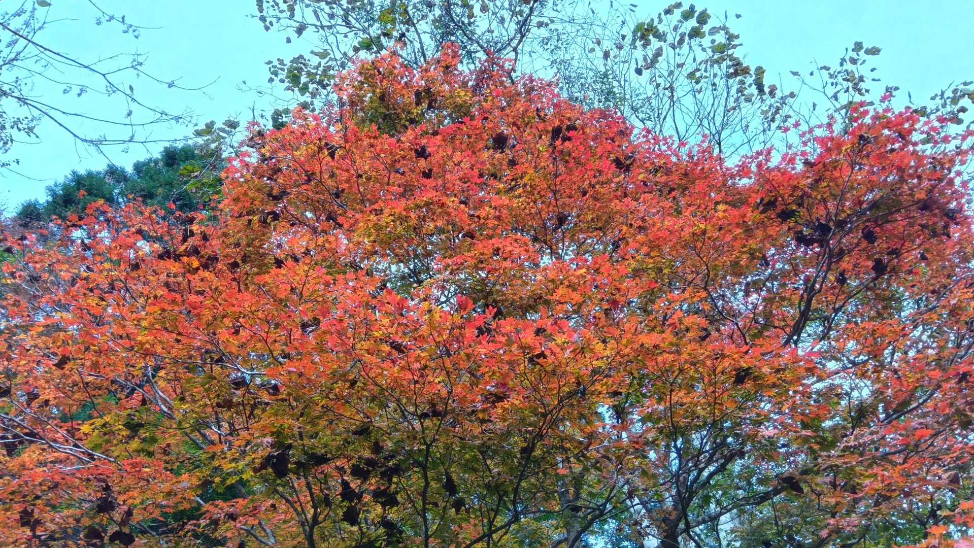 真っ赤🍁