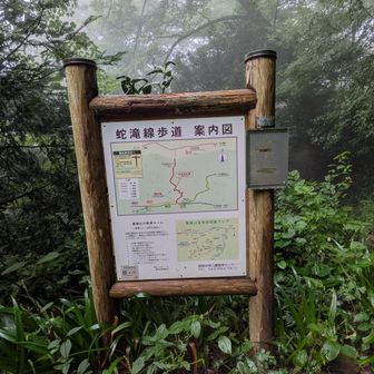 ミヤマウズラ👻
咲いてる様だけど気づかなかった🥲