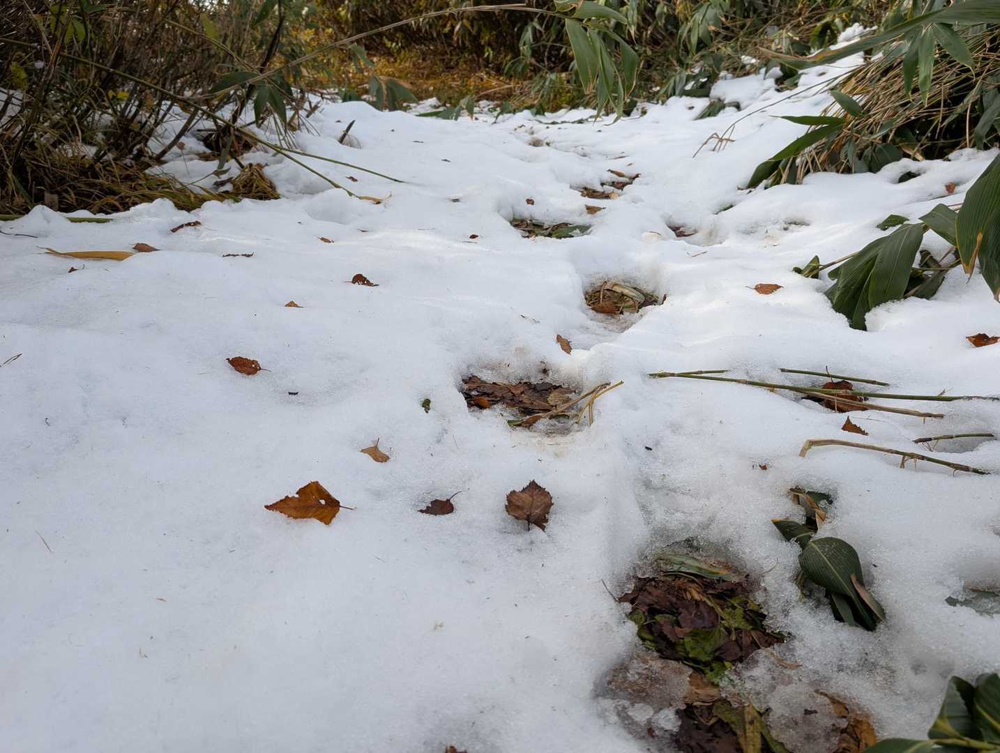 きた！

さっそく、積雪が現れた。

高い笹薮に挟まれて日陰になる部分には、まとまった雪が見られた。