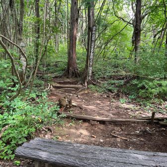 急登を登りきって休憩