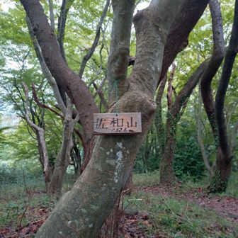 佐和山⛰️山頂🚩