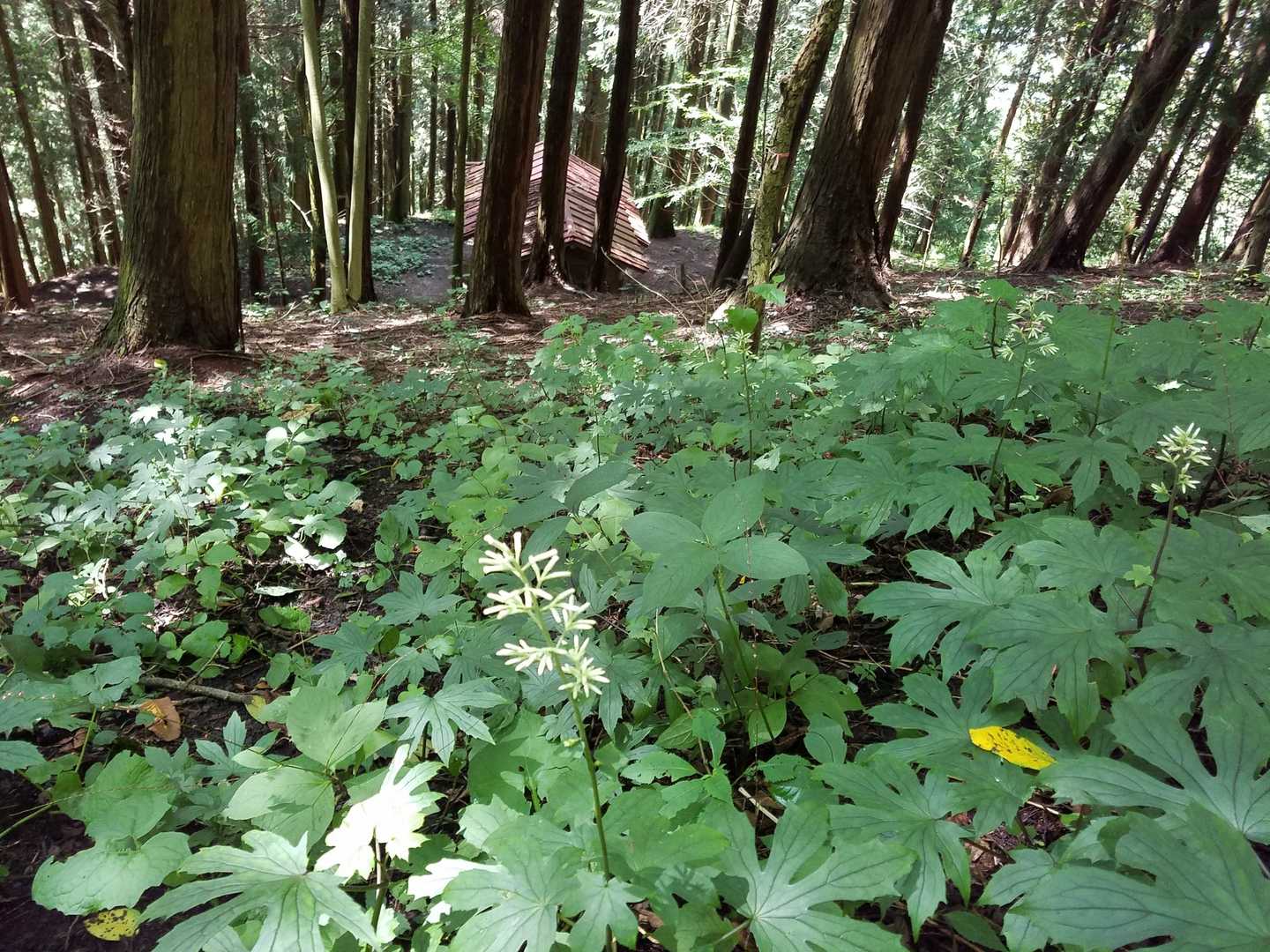 社殿が見えてきました。