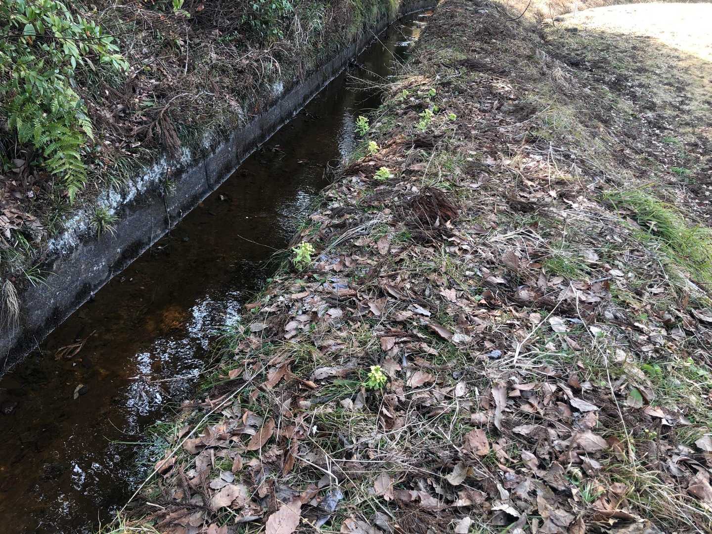 ふきのとう
暖冬だったので山菜は去年に比べ早く感じます。