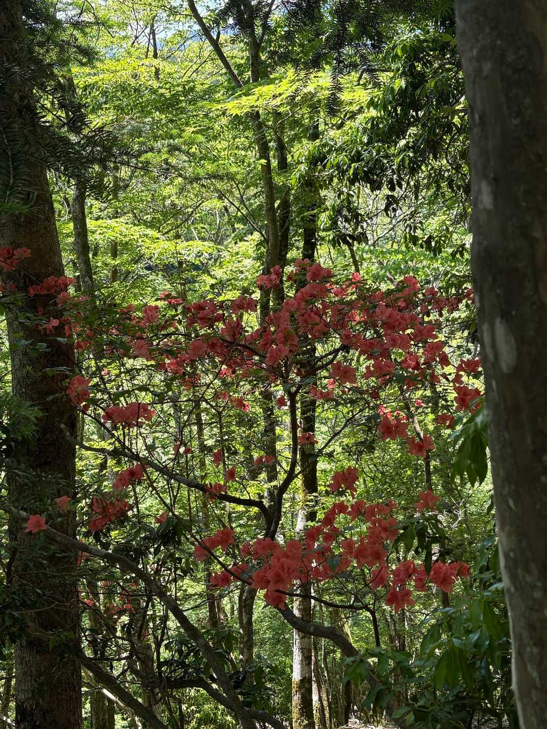 西丹沢ビジターセンターバス停-畦ヶ丸山-大滝橋バス停 縦走コースの写真