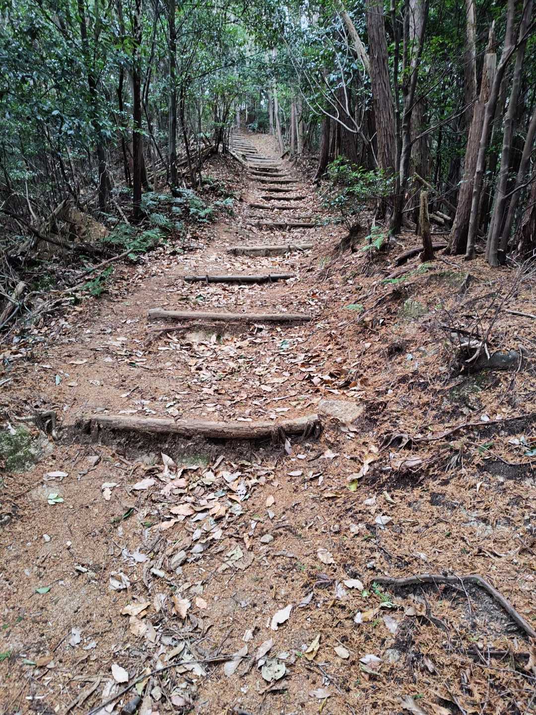 鳥見山 往復コースの写真