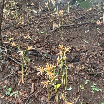 キツネノカミソリ
股峠の下の斜面に群生していました