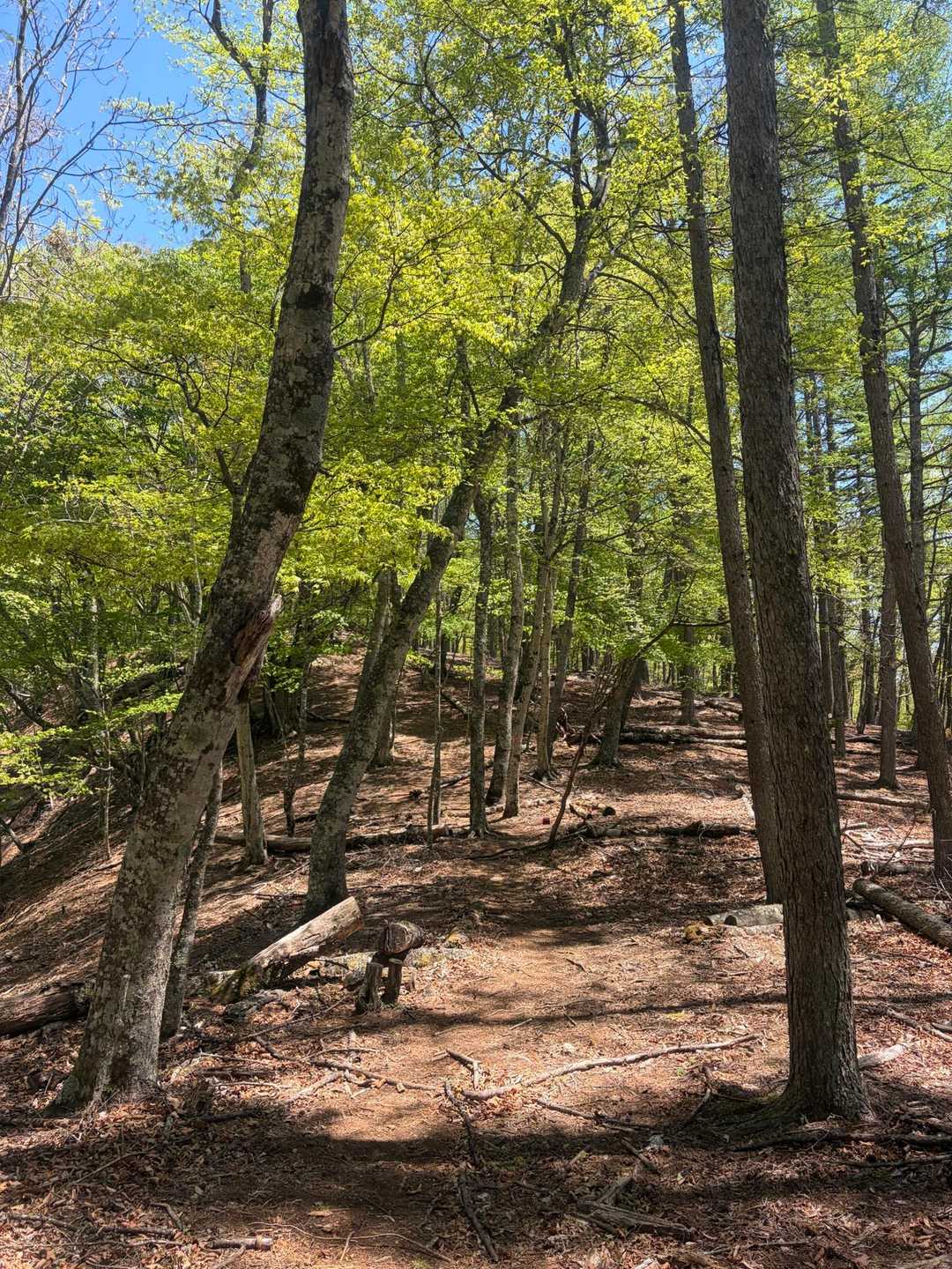 丹波役場前バス停-丹波バス停-サオラ峠 周回コースの写真