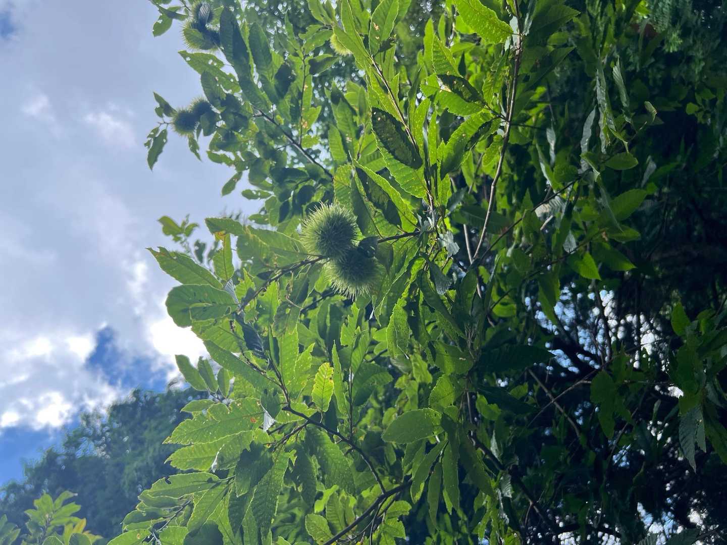 秋も少しずつ。