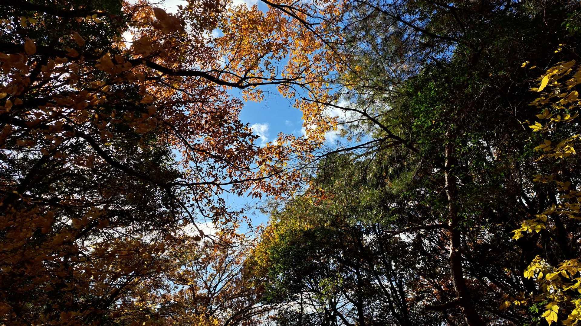 西高森山 往復コースの写真