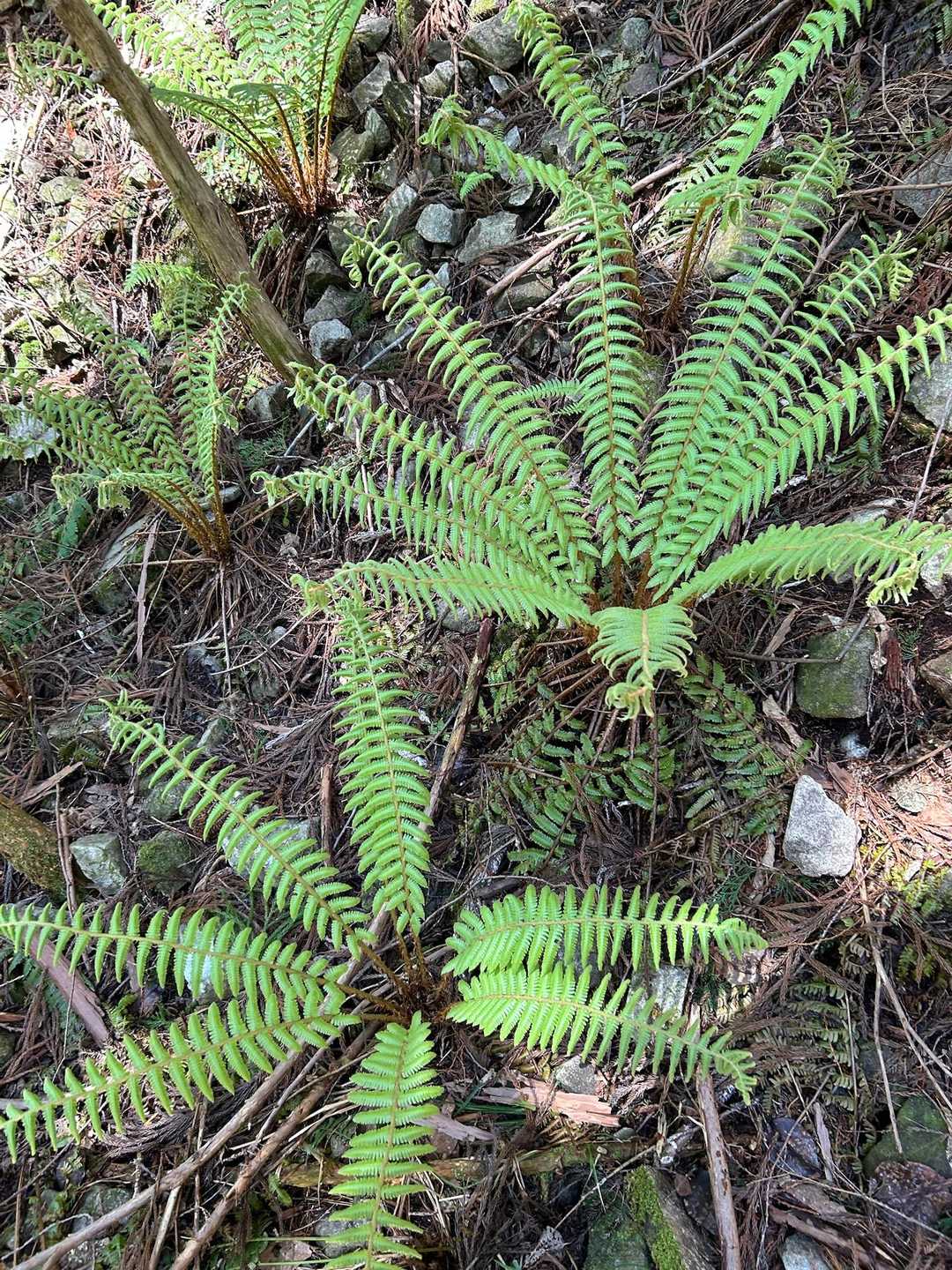 ジュラシックパーク的雰囲気なシダ植物も