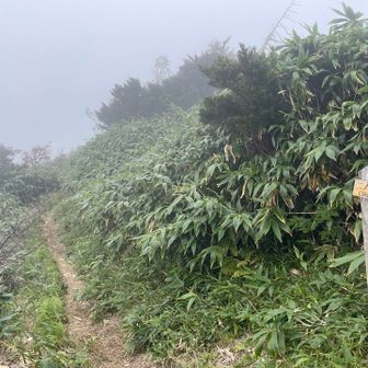 ニノ峰は登山道の途中みたいなとこでした😅