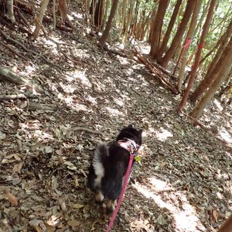 竜門駐車場へ下山します。