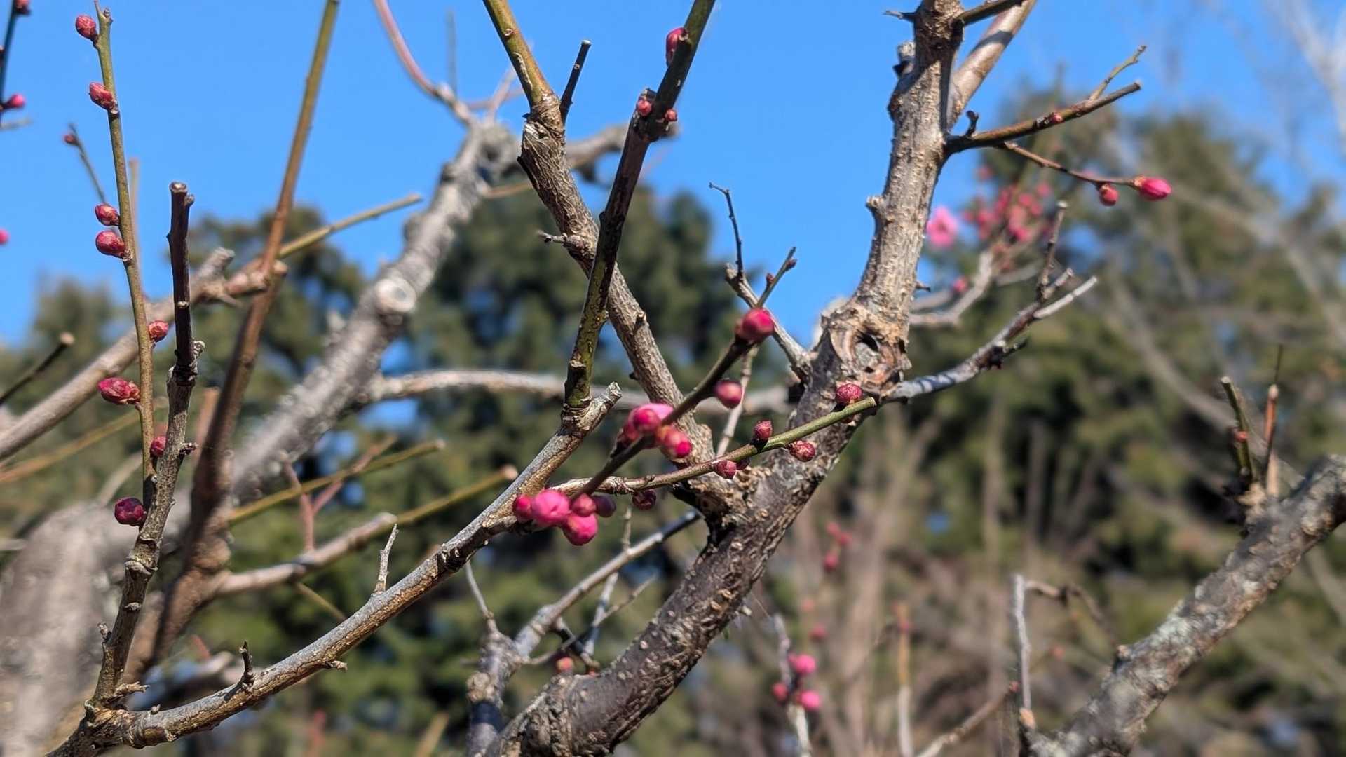梅の花も咲いてます🌸
