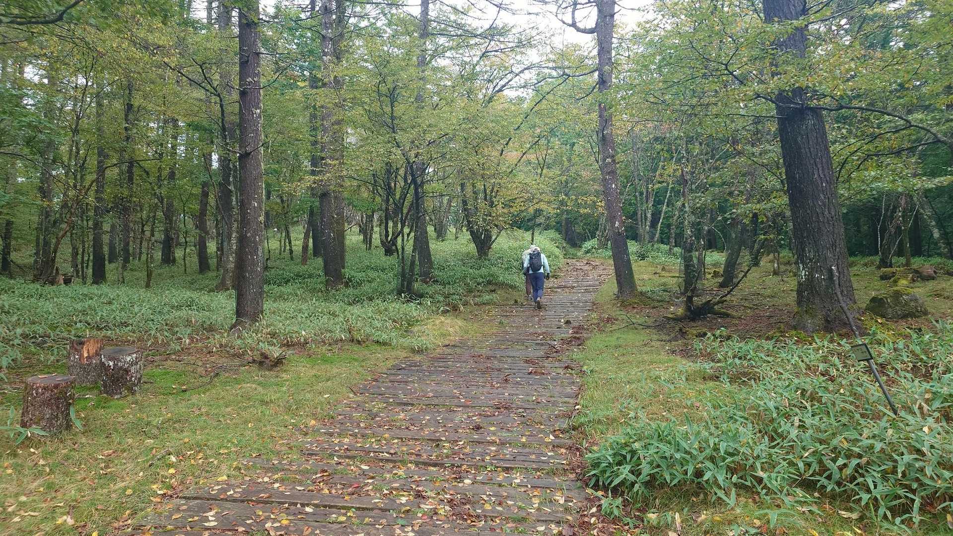 ここまで登ってきても登山道はメッチャ整備されてる、ホント凄い👍️

どう見ても軽井沢近辺の森林公園🌲