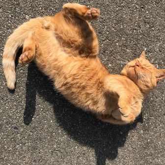 ねこやんのツレ