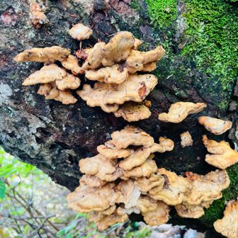 きのこ⑩🍄‍🟫